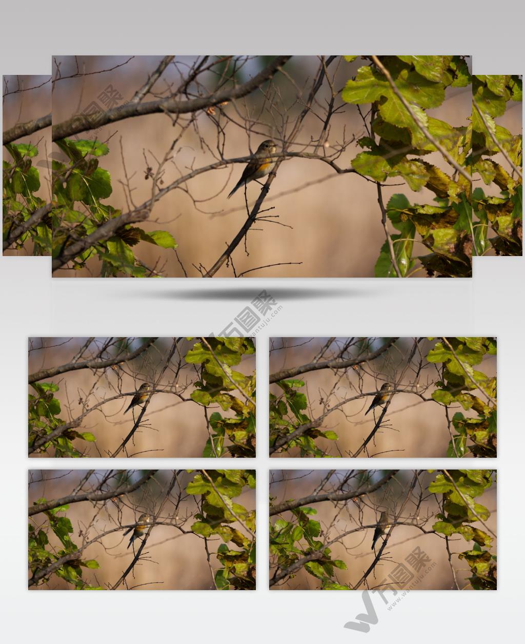 枝头小鸟四处观望4K