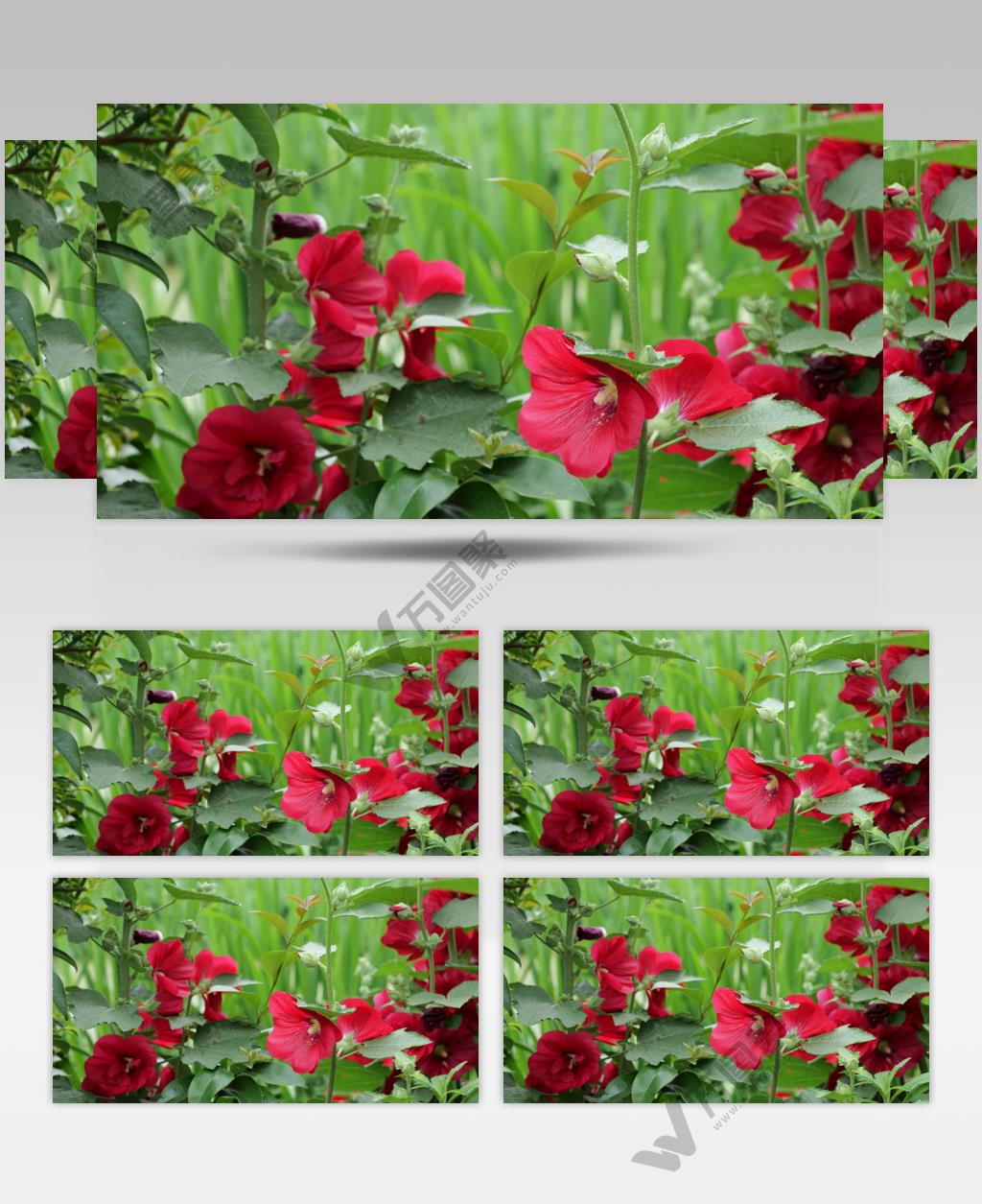 4K红花绿叶空镜