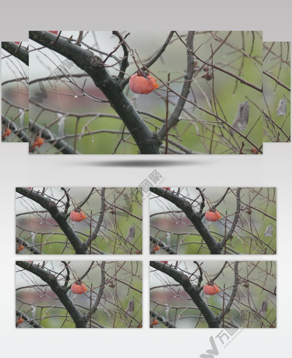 4K柿子在雨中飘摇