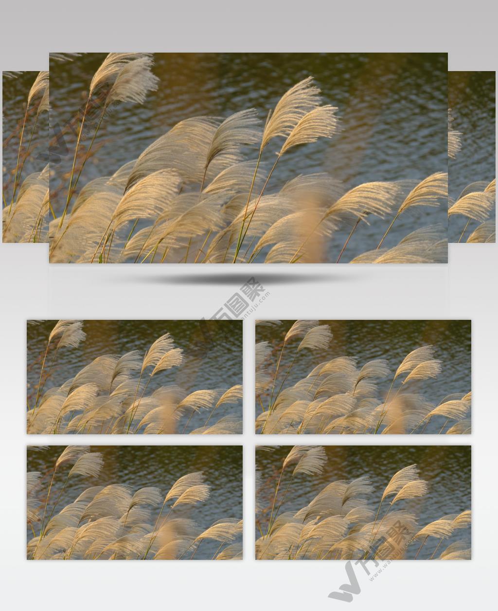 河边柔美的芦苇4K