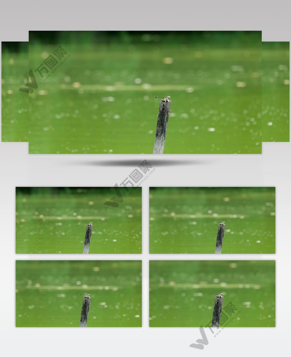 池塘里的蜻蜓4K