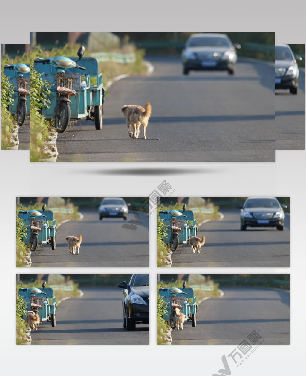 4K炎热中午小路流浪狗汽车空镜头