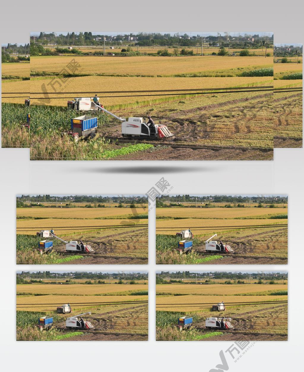 4K农民收割粮食水稻庄稼