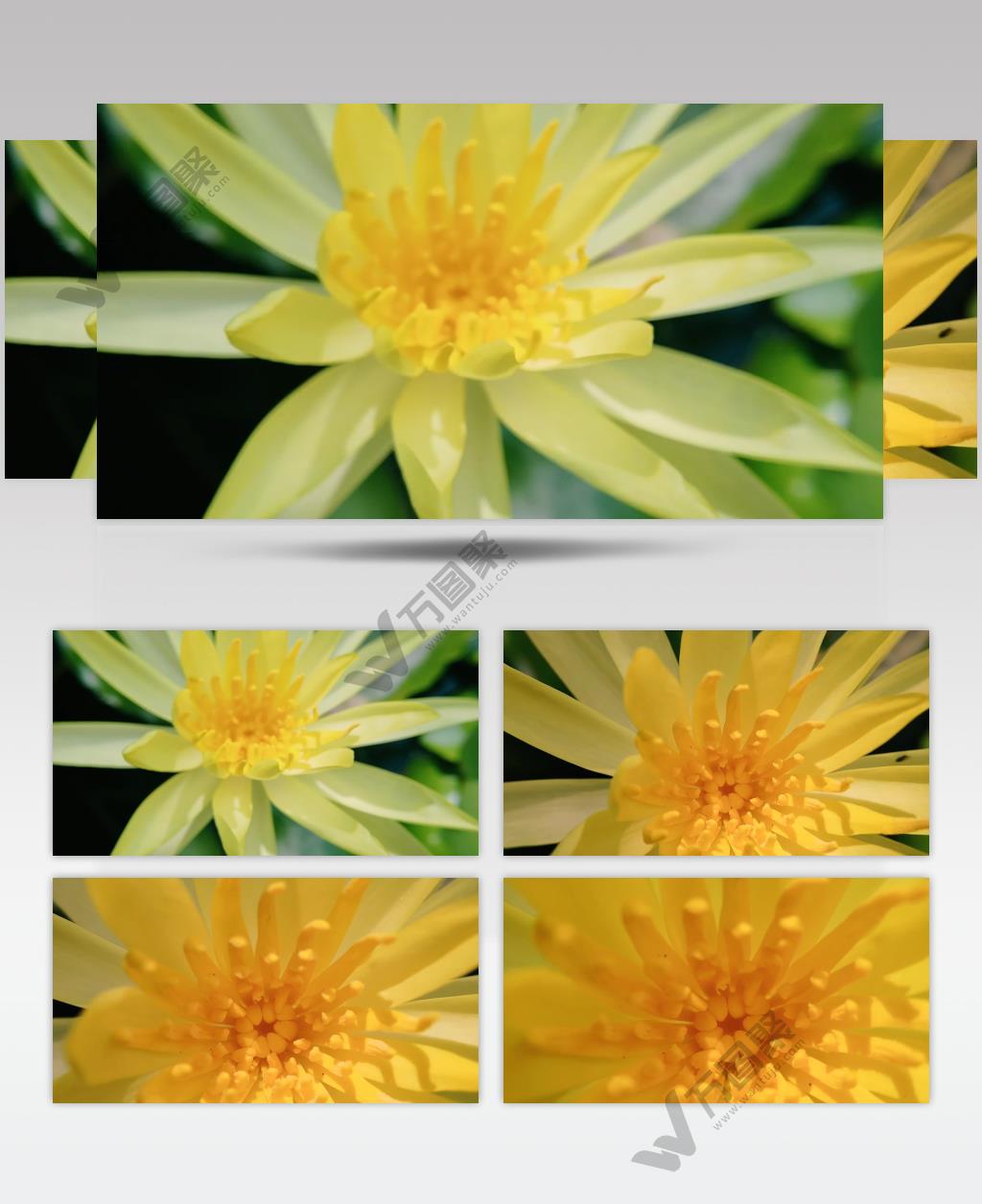 近景拍摄绽放的睡莲花草视频素材