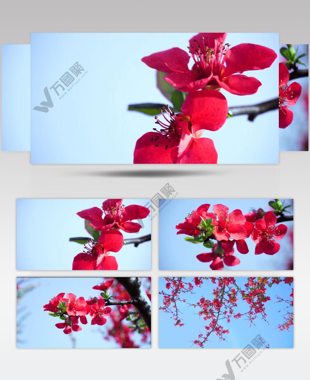 满园春色海棠花自然美景视频素材