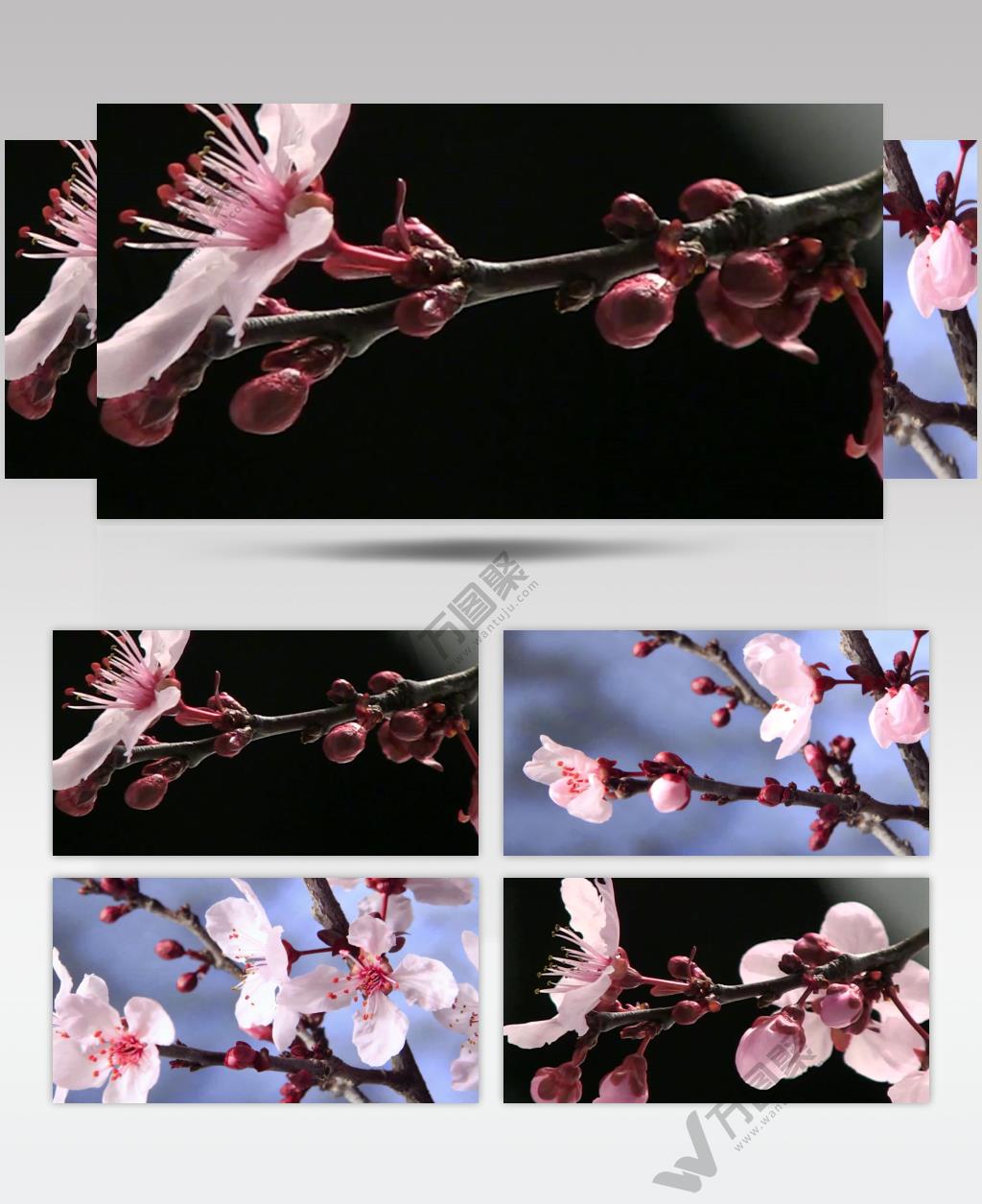 樱花桃花盛开延时摄影视频素材