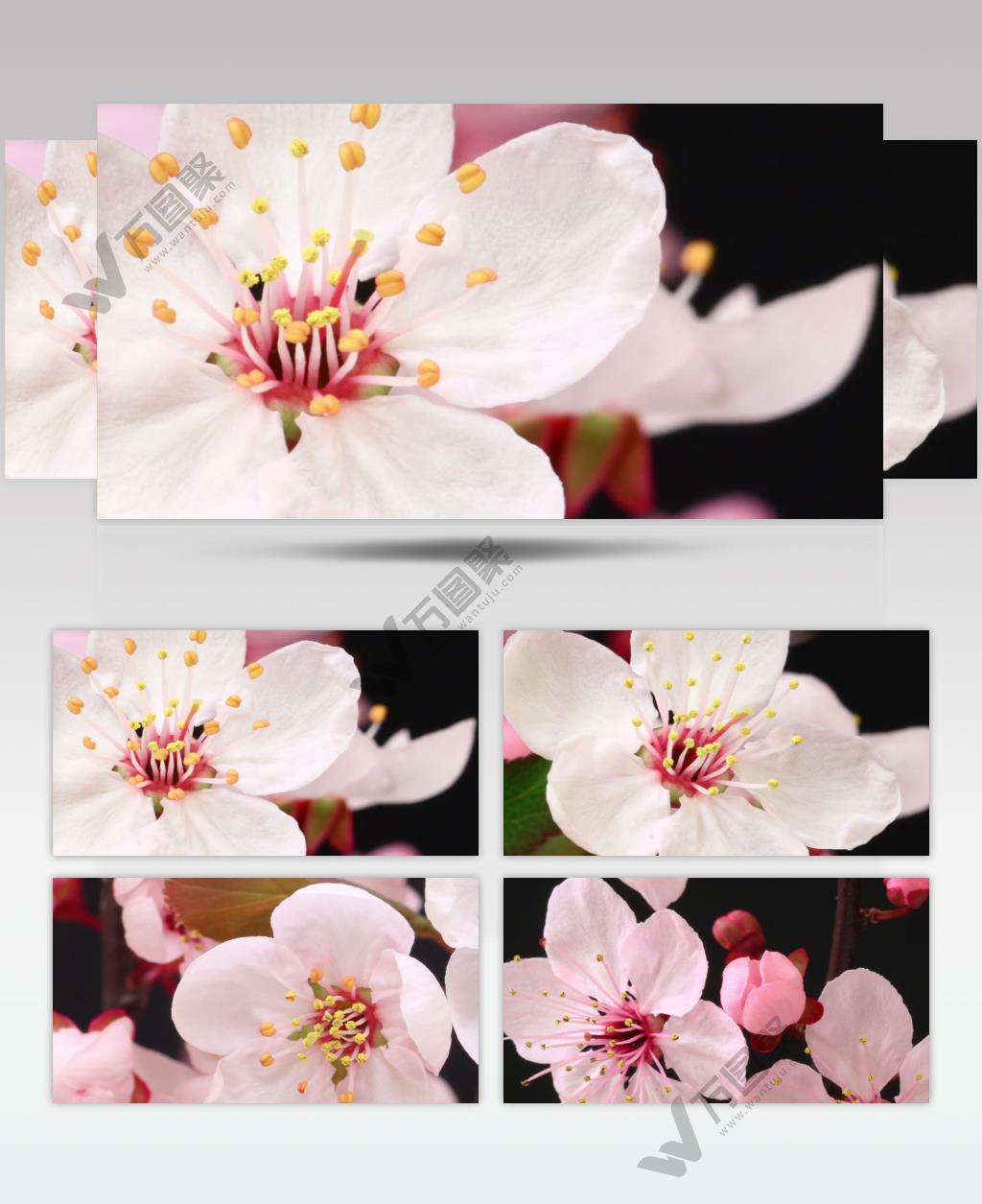 鲜艳花朵花苞绽放植物花开视频素材