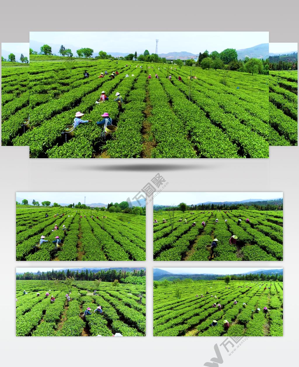 茶园采茶茶厂茶叶清新茶叶视频素材