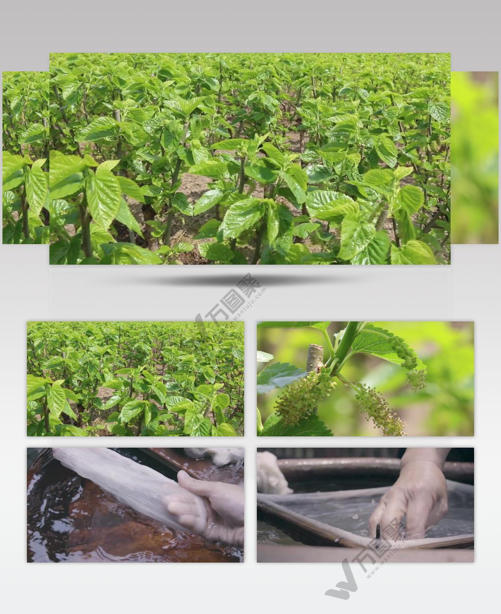 匠心丝绸蚕丝被生产蚕昆虫特写丝绸制品视频素材