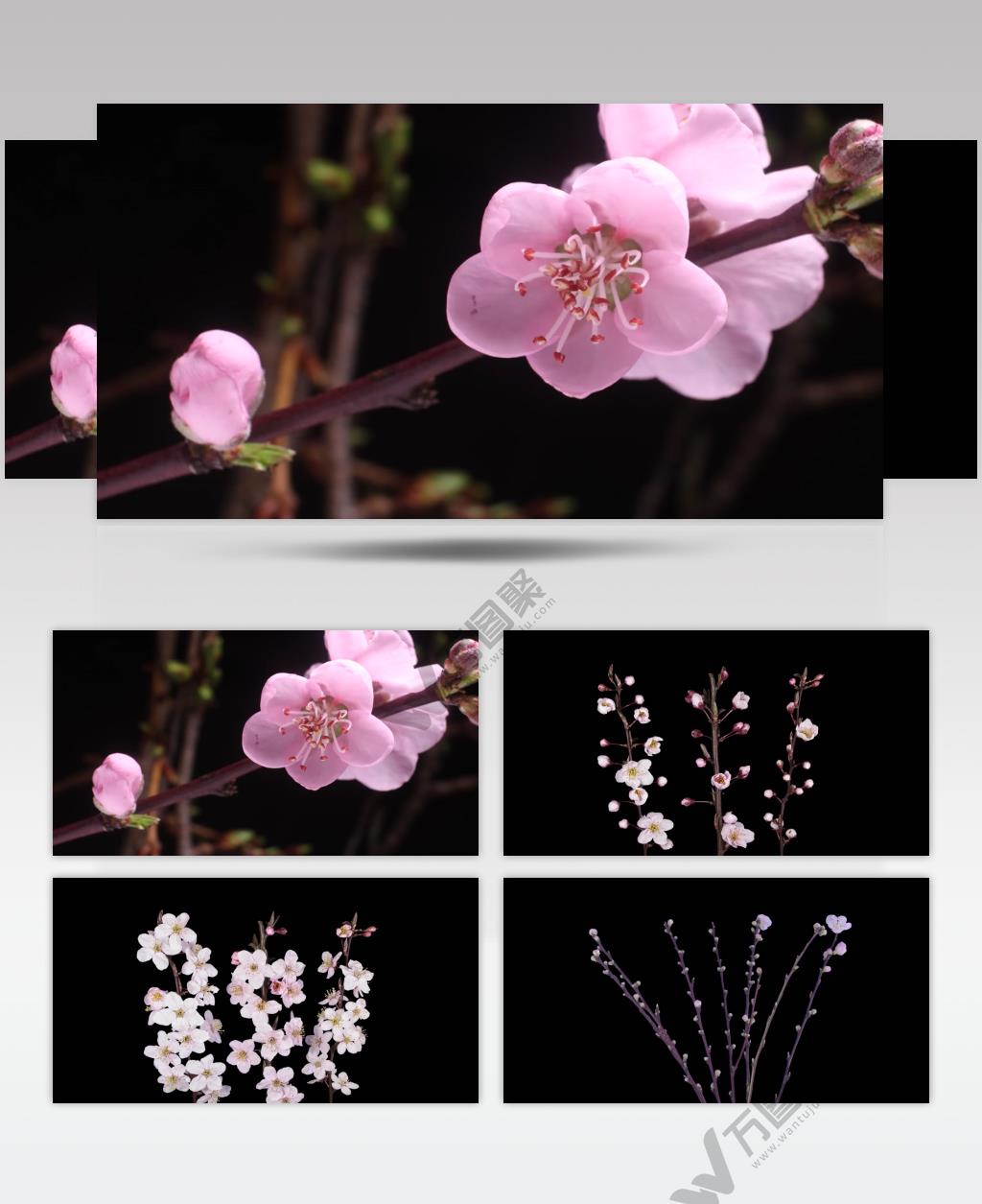 寒梅静静绽放2K视频素材