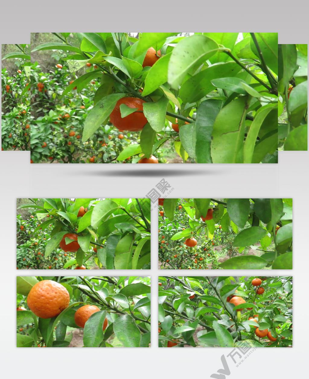 实拍沙糖桔果园绿色健康水果视频素材