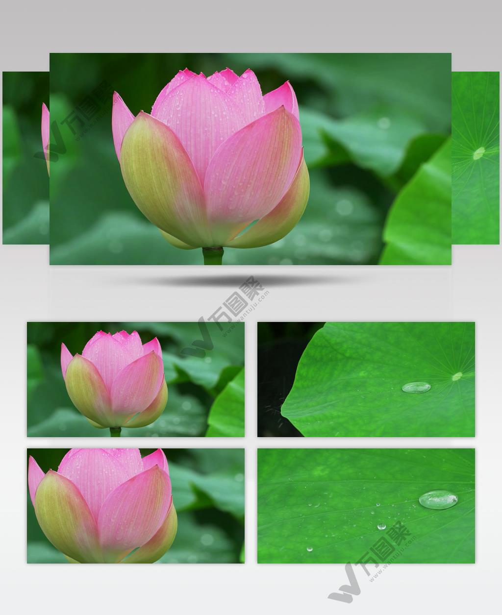 特写露水荷叶荷花露珠唯美意境视频素材