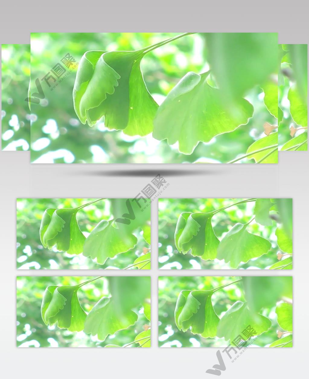 银杏树叶夏天夏季绿树绿叶视频