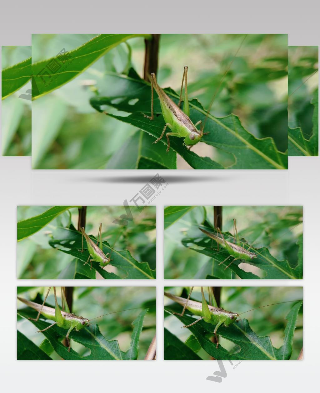 蚂蚱属直翅目自然景观昆虫视频素材