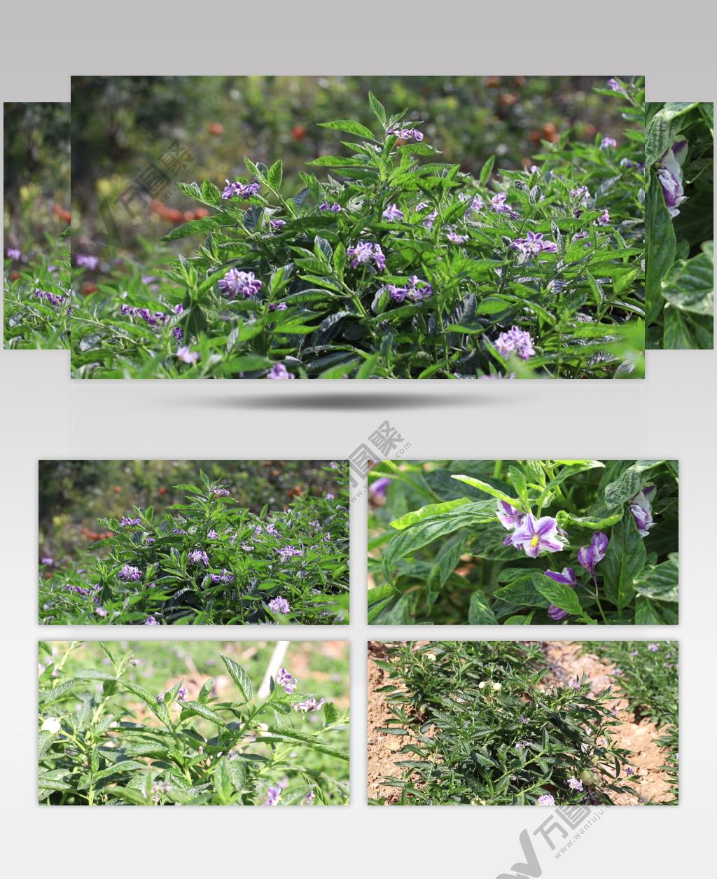 实拍人生果树人生果花高清视频素材