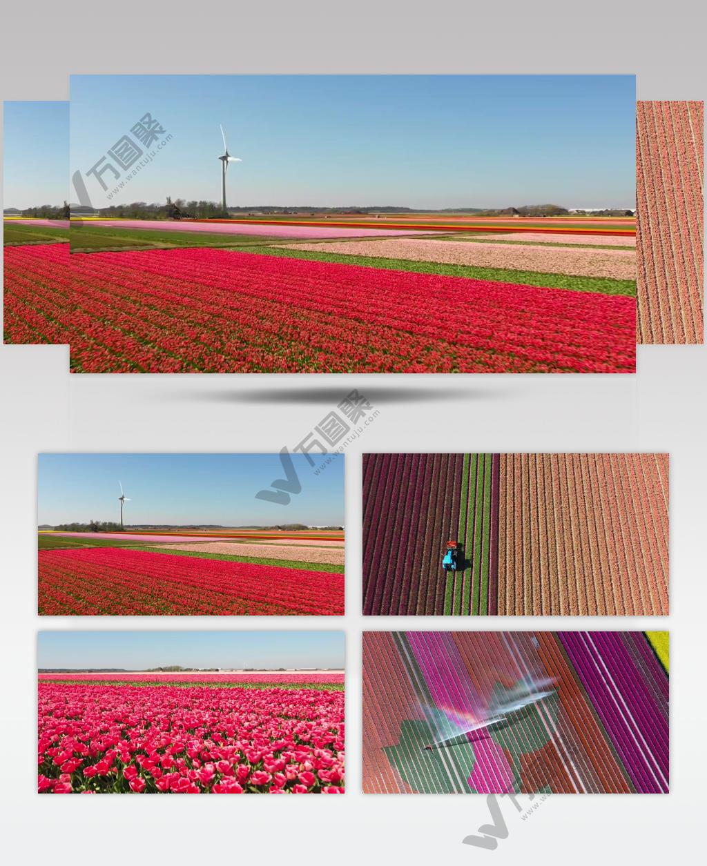 郁金香种植农场郁金香收割视频素材