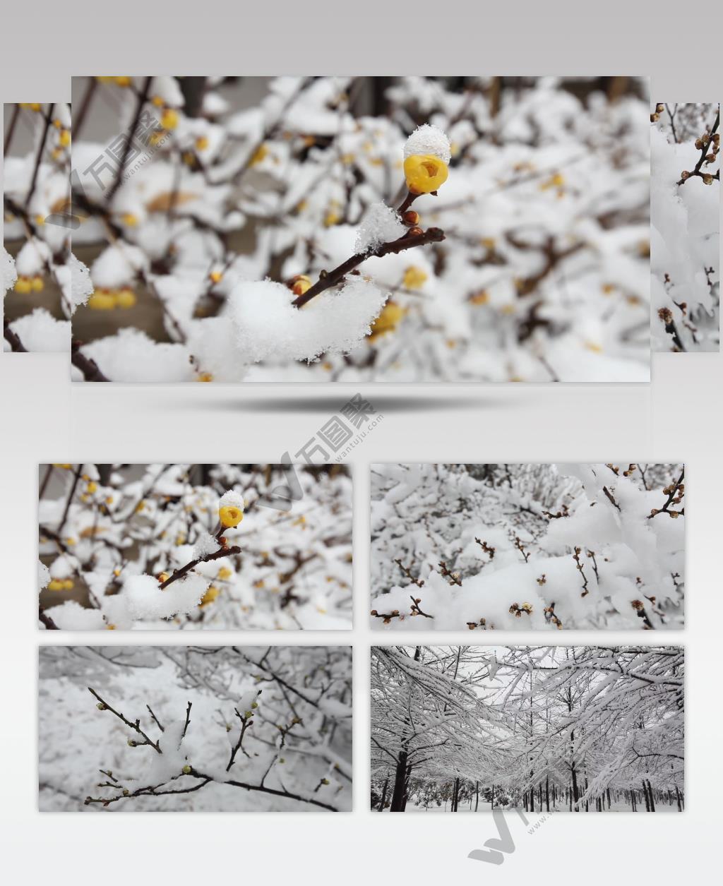 雪中梅花特写镜头实拍视频素材