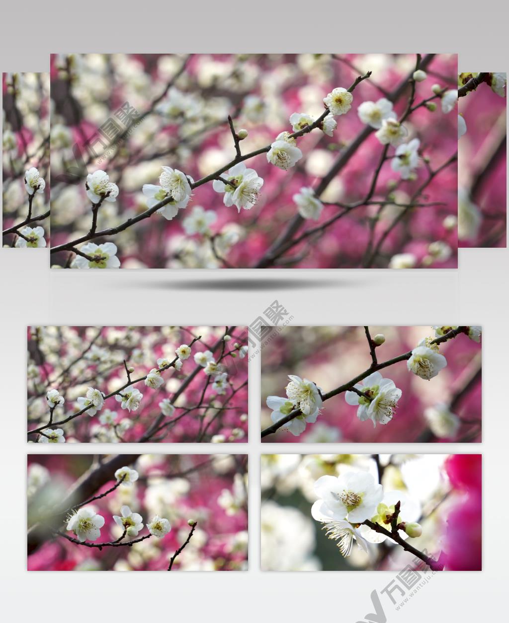 唯美春天梅花盛开素材实拍视频素材