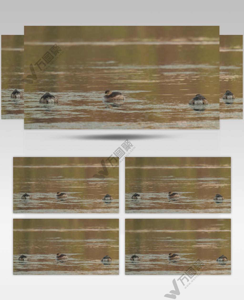 4K池塘里三只小鷿鷈