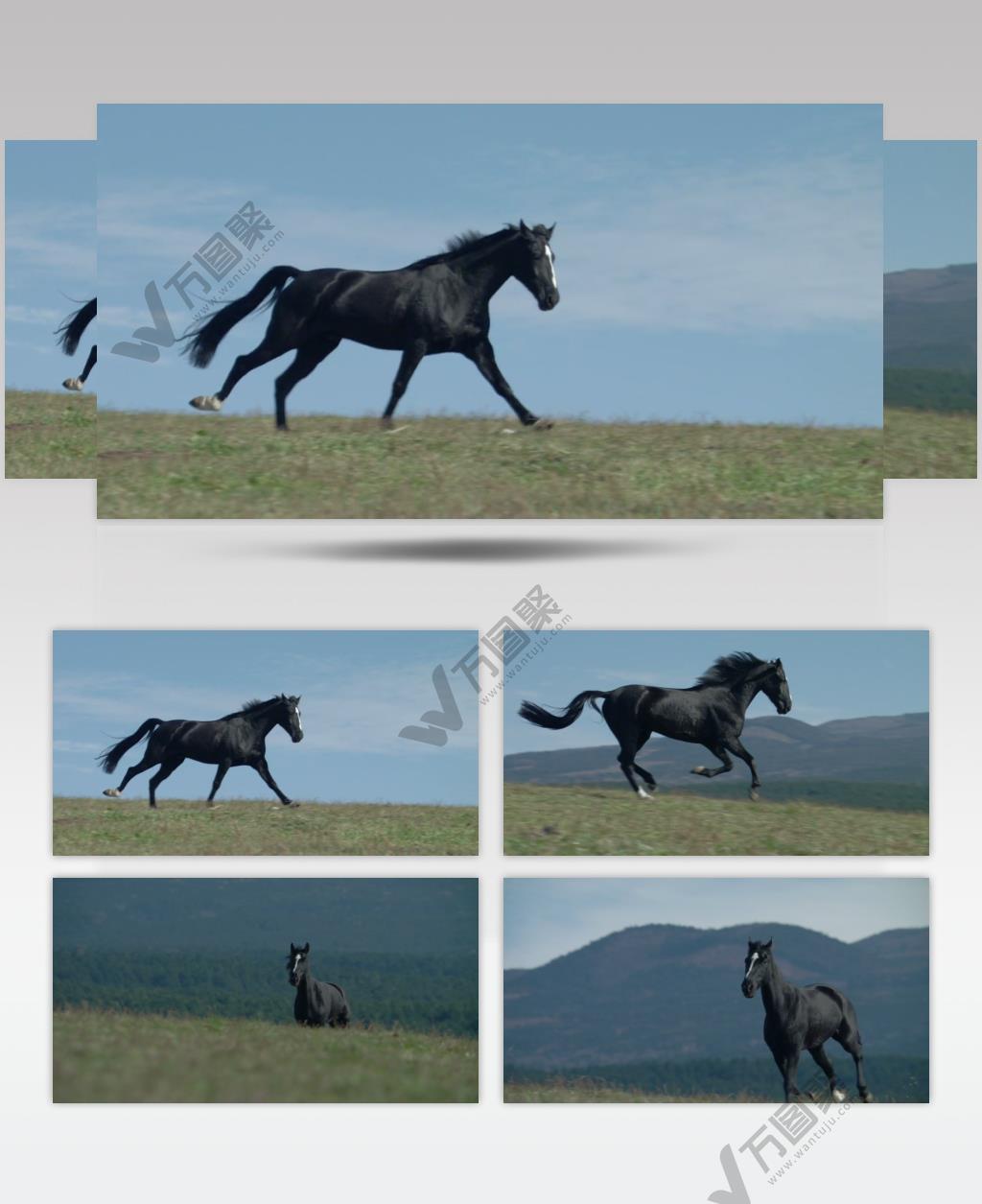 大气单匹骏马奔跑一马当先写意视频素材