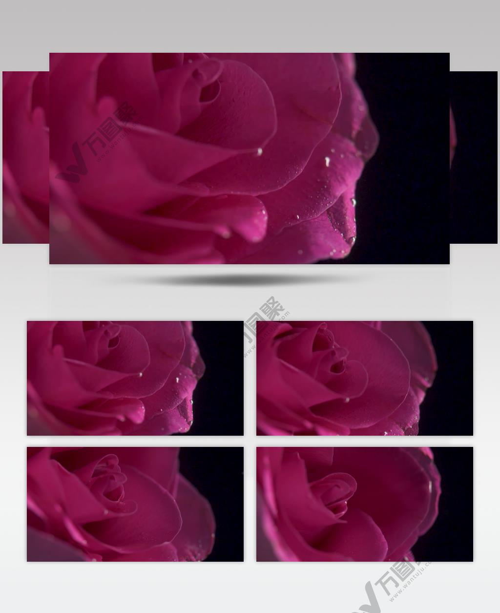 玫瑰 植物 情人节 质地 黑色背景 气泡 水下 粉色的 草 花