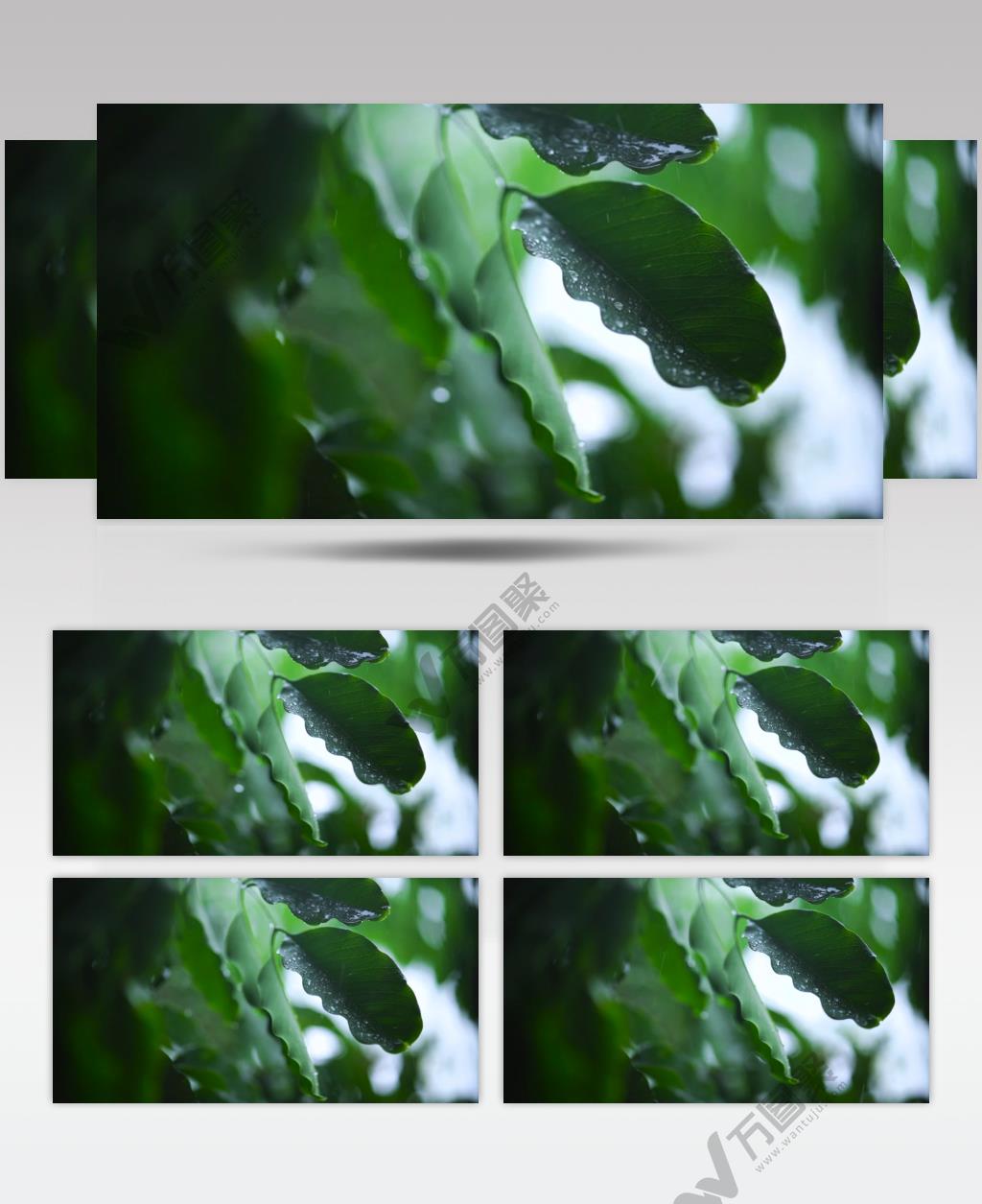 雨天 下雨 自然 树木 树 树叶 雨 特写镜头