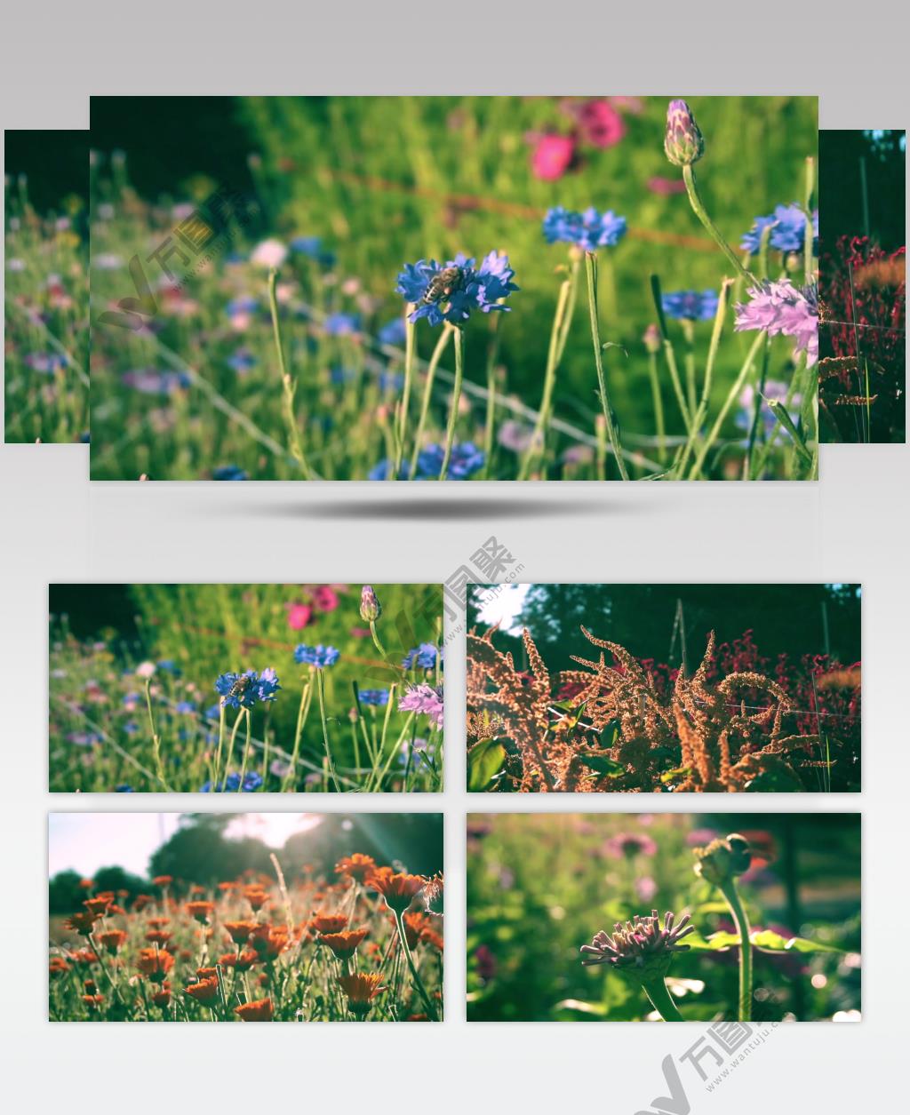 春天蜜蜂财迷花海花田草地实拍视频素材