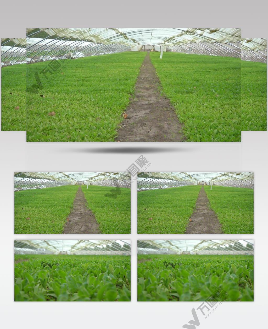 蔬菜大棚绿绿的植物