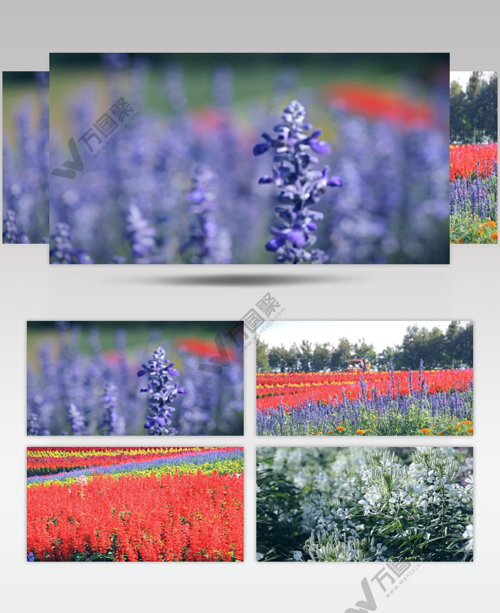 实拍唯美自然薰衣草高清视频素材