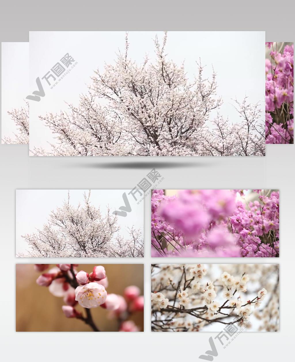 春天百花齐放樱花梅花开放视频素材