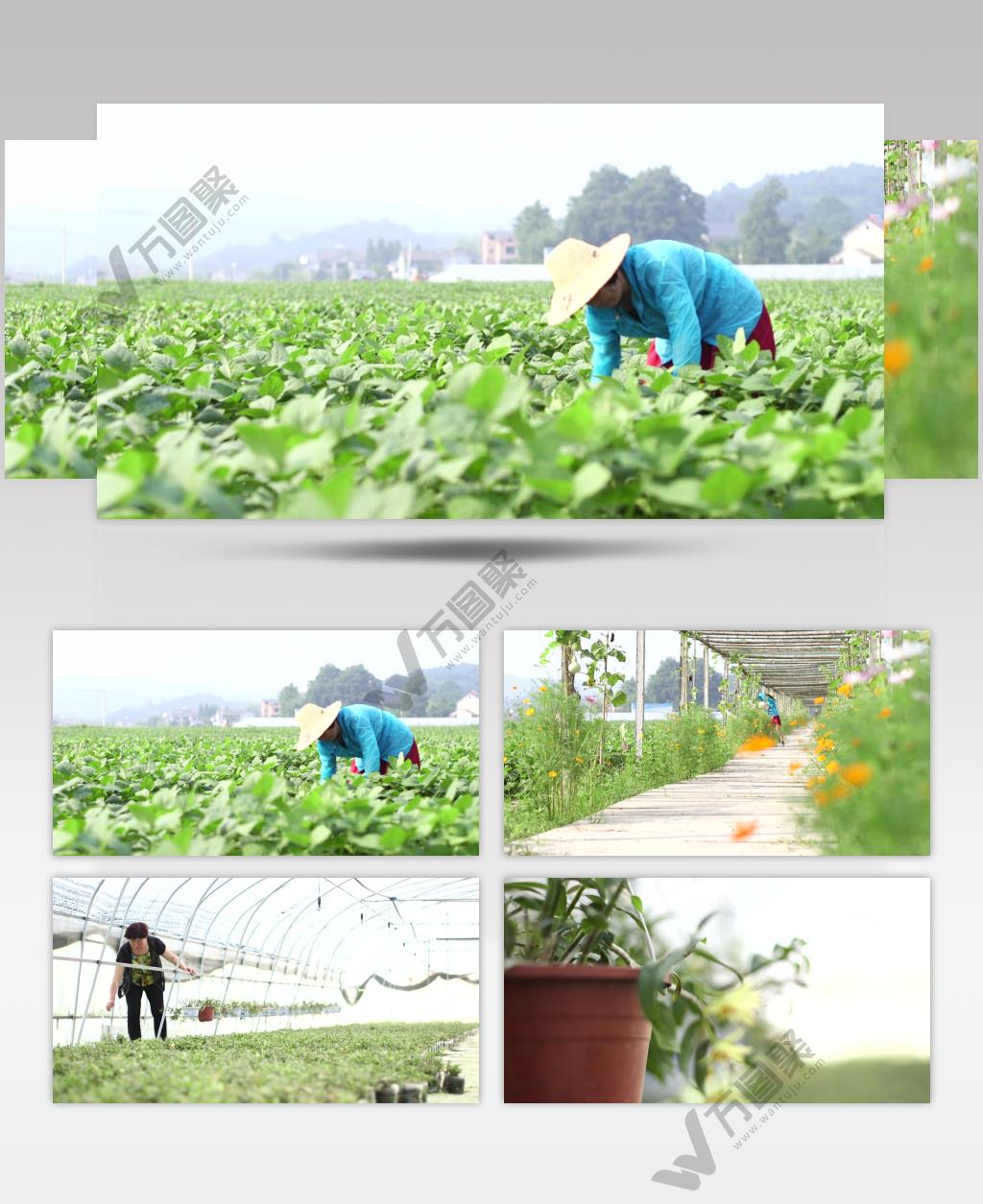 妇女农田大棚田间劳作视频