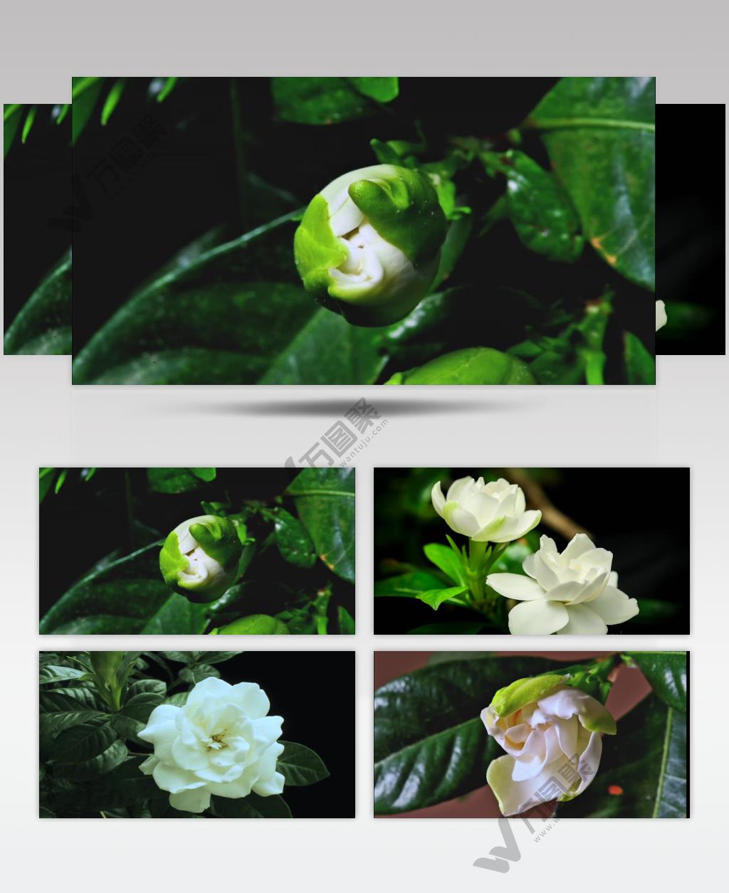 特写唯美花开栀子花开延时摄影视频素材