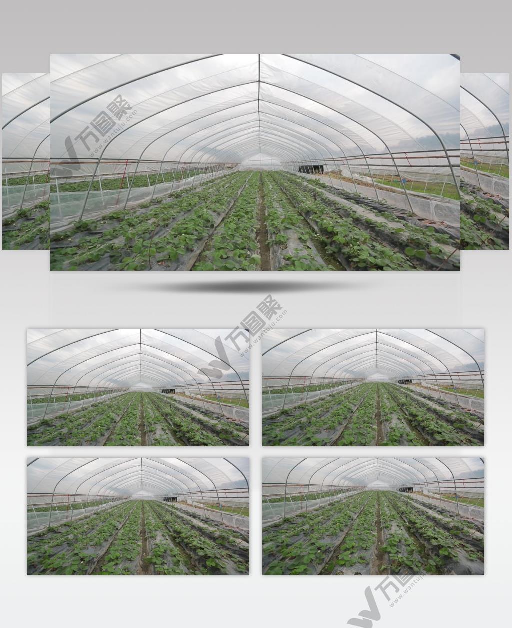 农业生产大棚蔬菜实拍视频