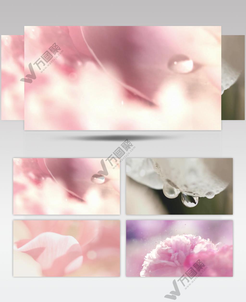 清晨露珠唯美花卉梦幻花卉视频素材