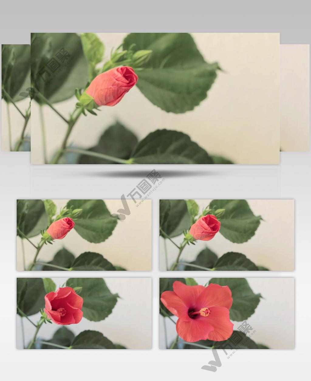 唯美淸新娇艳花朵绽放花开放慢镜头视频素材