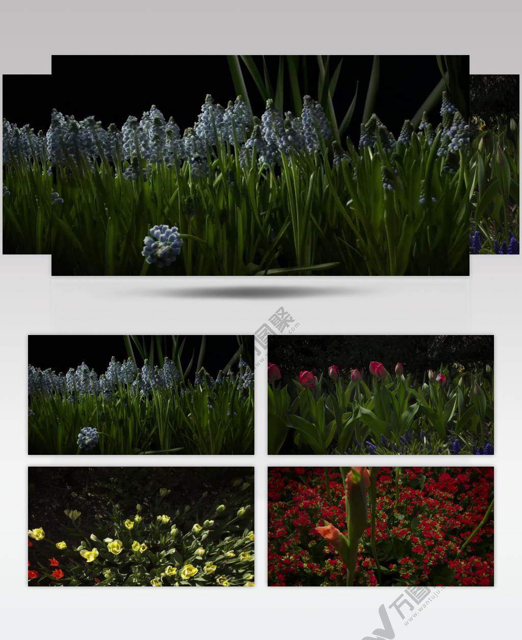 怒放的生命鲜花绽放植物生长延时拍摄农业科技