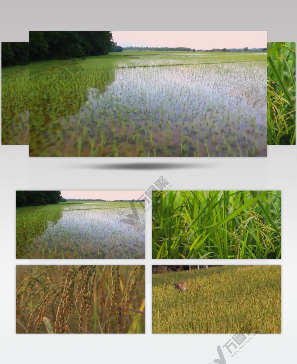 农作物农田水稻
