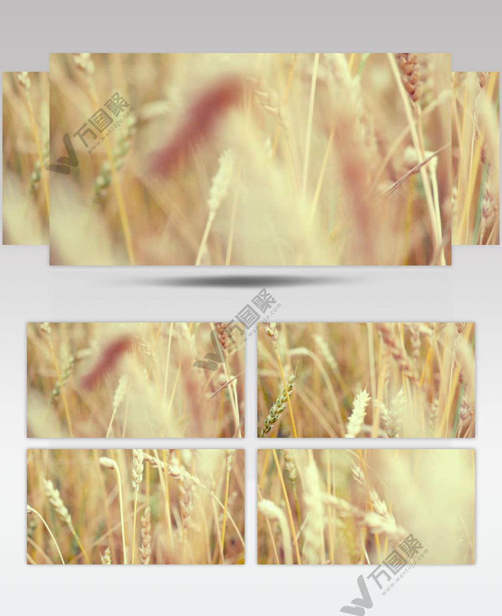 农田麦田小麦麦穗特写视频素材