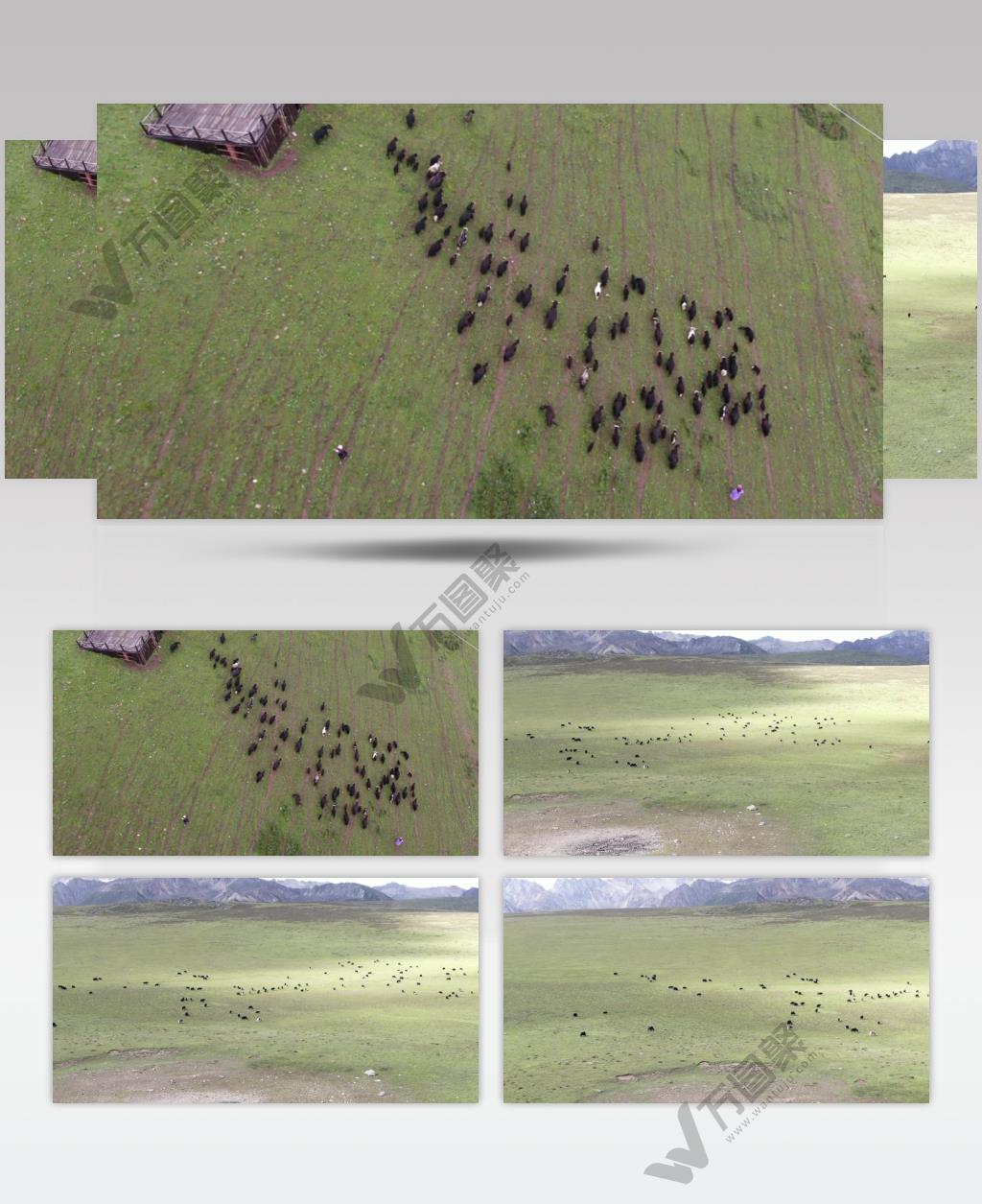 航拍藏族草原吃草牦牛群高清背景视频