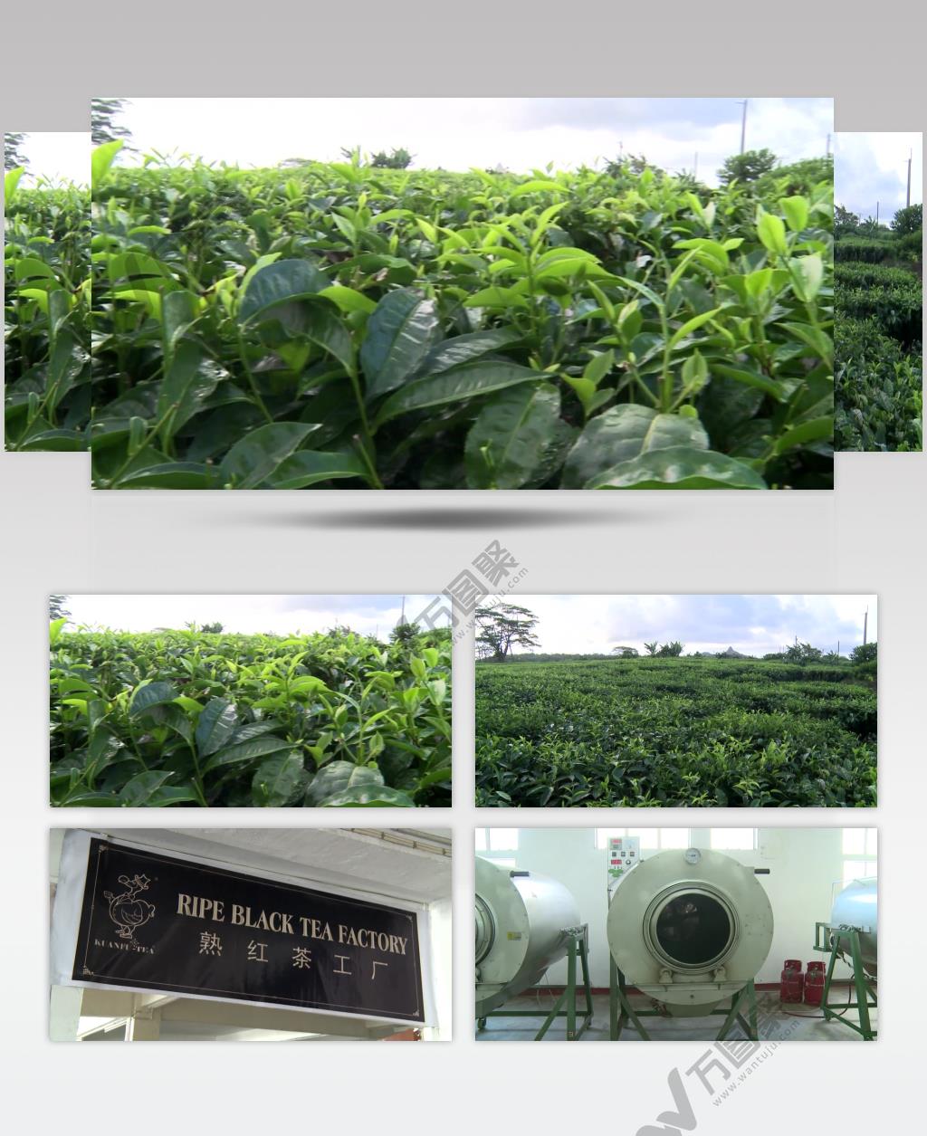 实拍红茶种植及生产制作视频素材