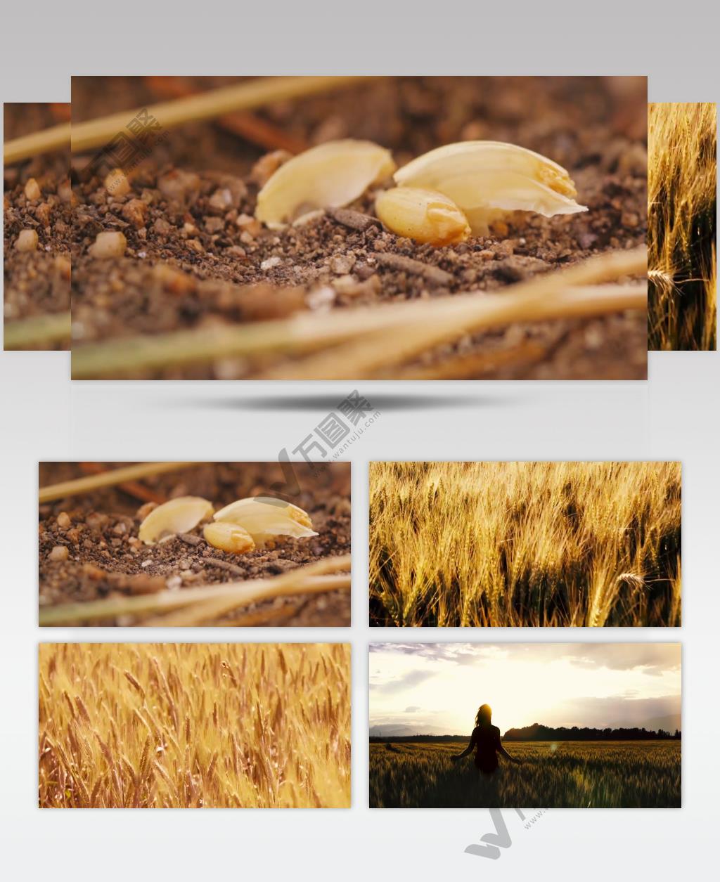 实拍意境唯美金秋麦田小麦田高清视频素材