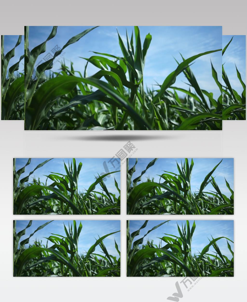 绿色玉米苗特写