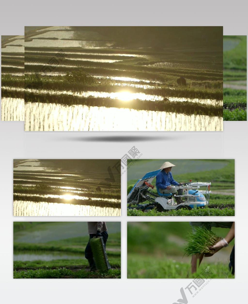 梯田美景机械插秧农业秧苗