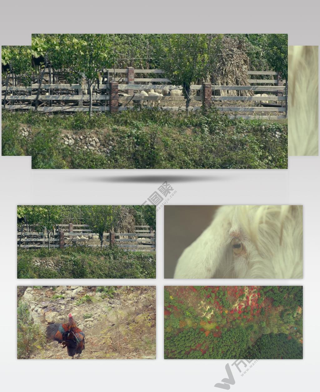 畜牧养殖养羊养鹅乡村景色 (1)