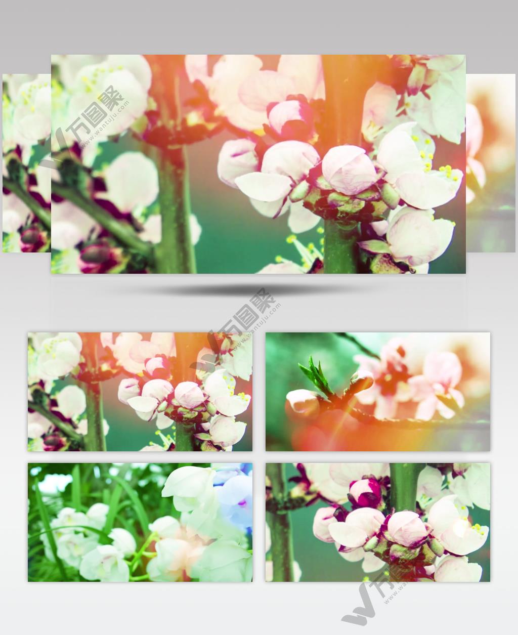 梨花又开放背景视频