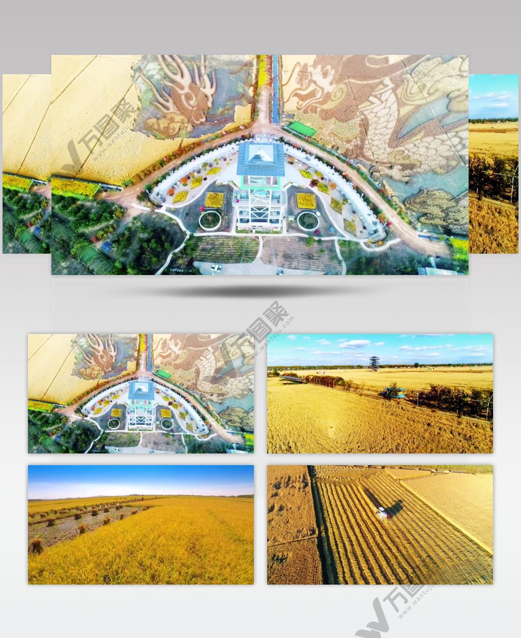 航拍稻田画唯美金黄农业生产丰收视频素材