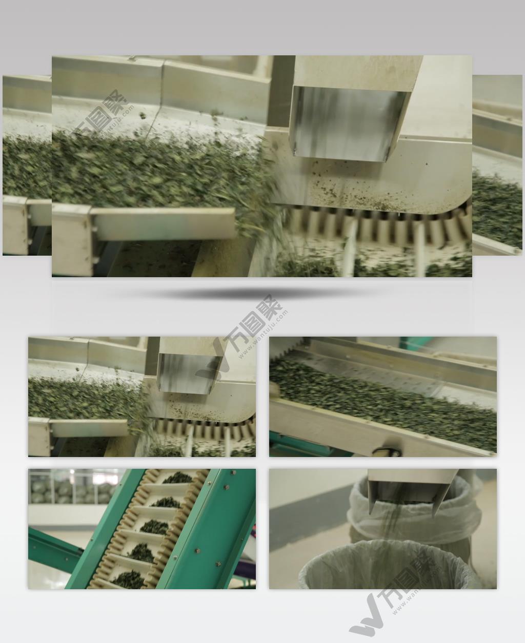 信阳毛尖茶叶烘干机器炒制流程视频素材