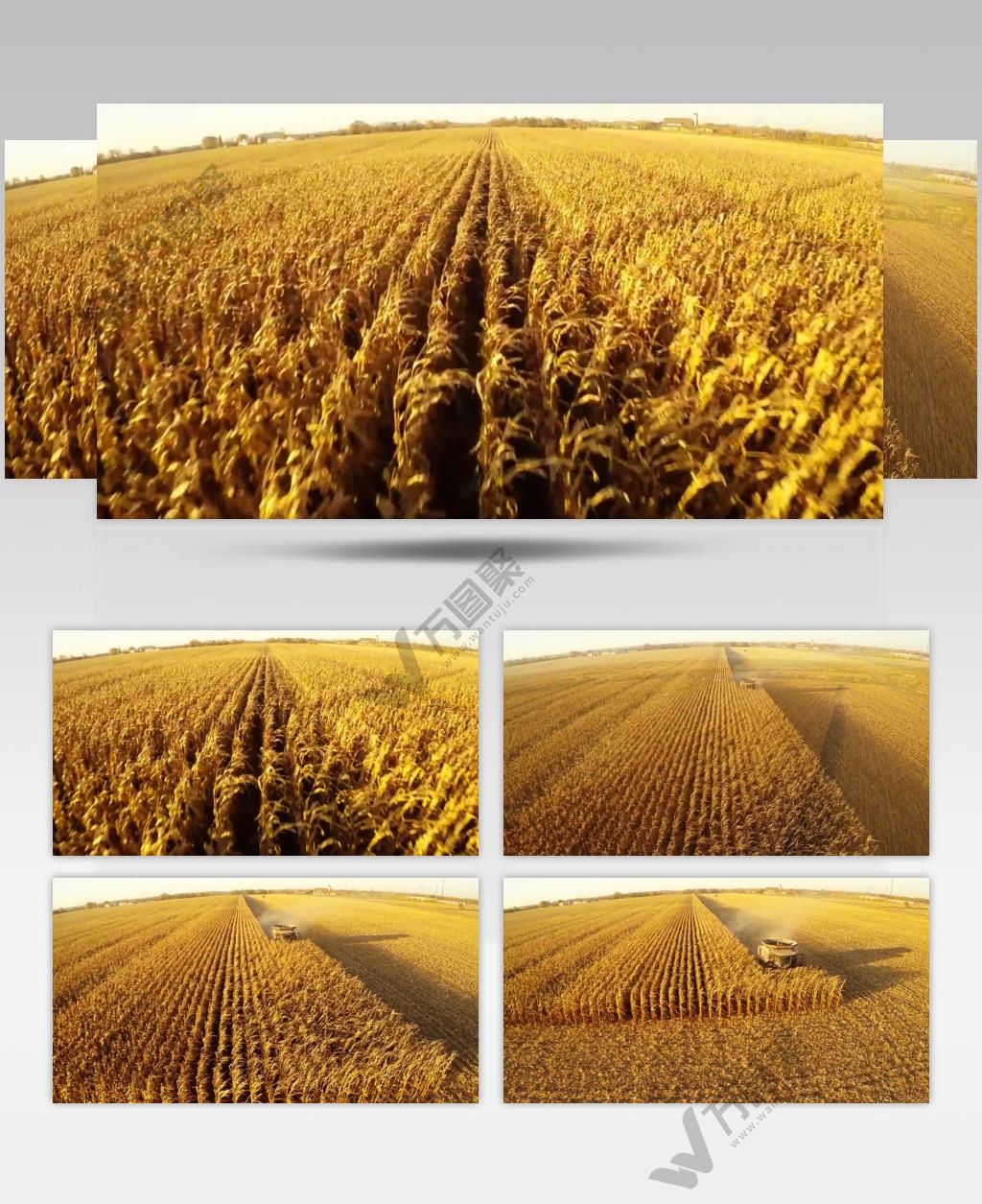 高清航拍玉米收获金秋丰收季背景视频素材