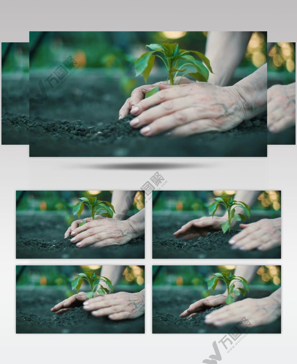 双手捧土栽种树木幼苗植物视频素材