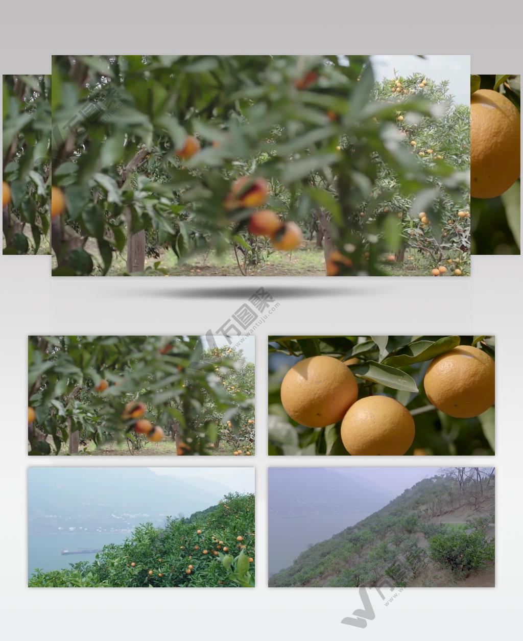 现代农业经济发展橙子丰收视频素材